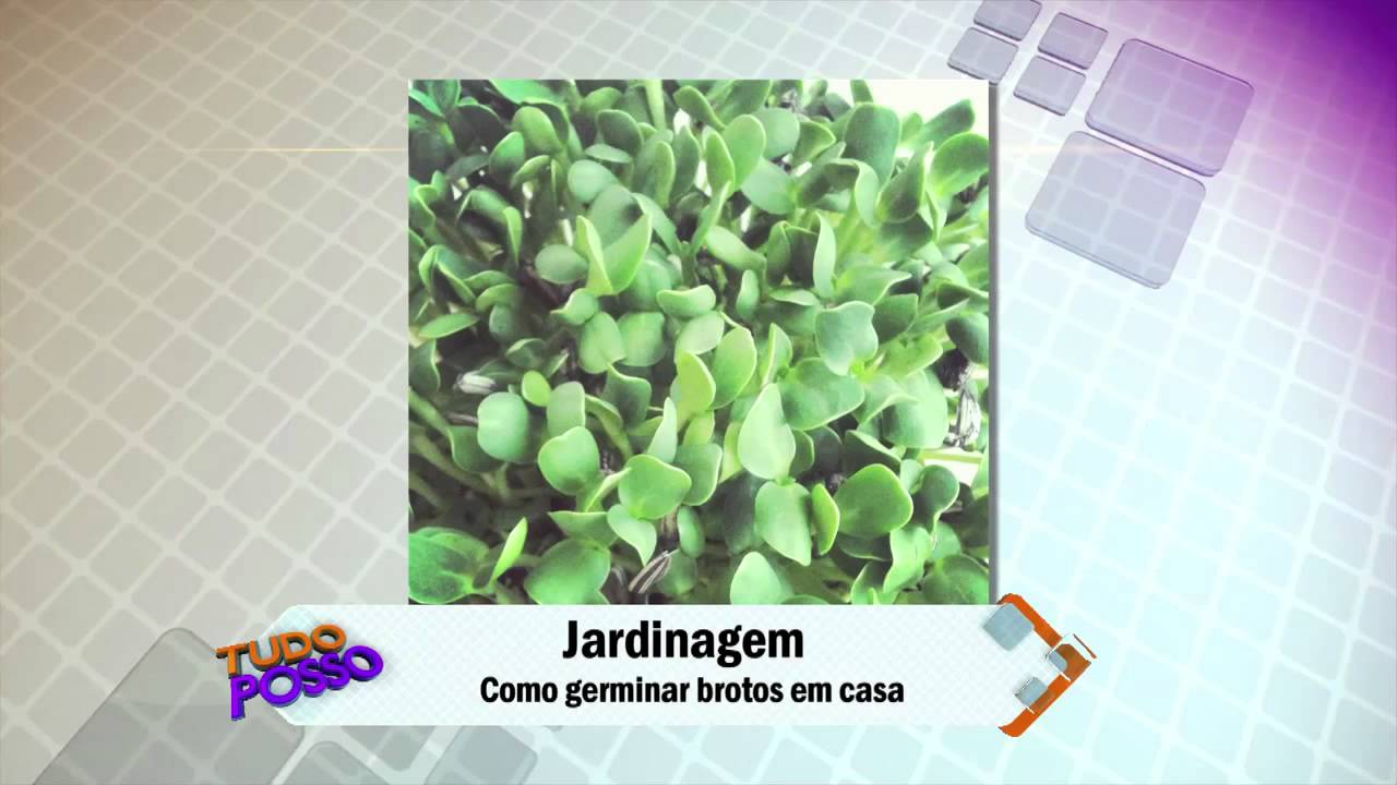 Como cultivar brotos e germinados em casa