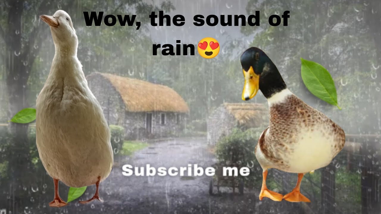 ASMR the sound of Rain 🌧️/ASMR the sound of nature 