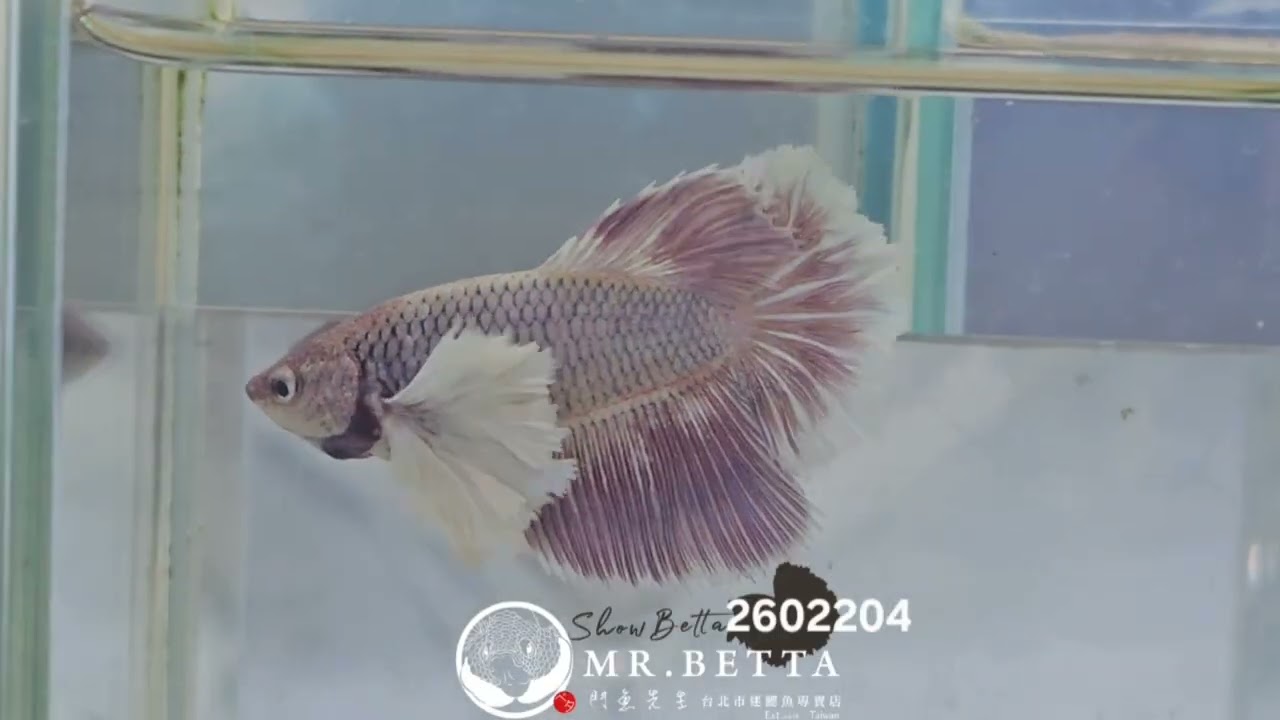 MR.BETTA 鬥魚先生 2026~0220~門市新進魚隻