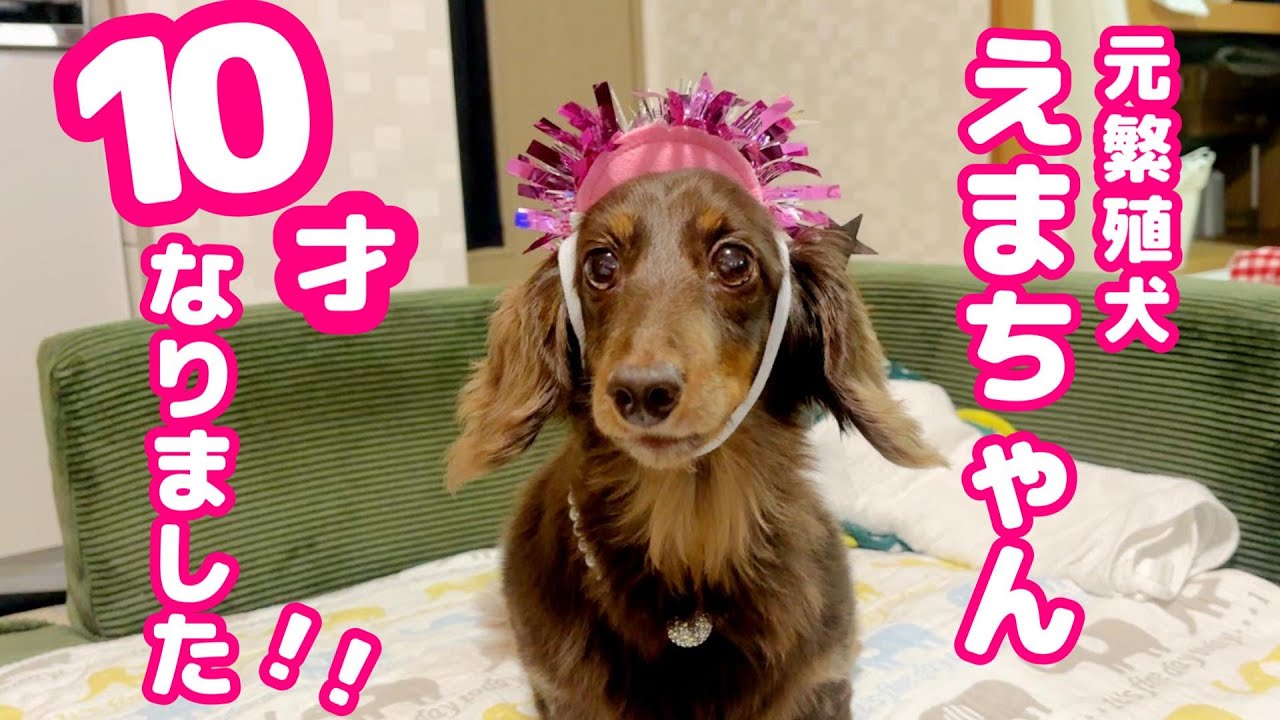 我が家のかわいい愛犬が10歳を迎えました！ささやかなお祝いをしたらちょっと迷惑がられましたｗ【カニンヘンダックスフンド】