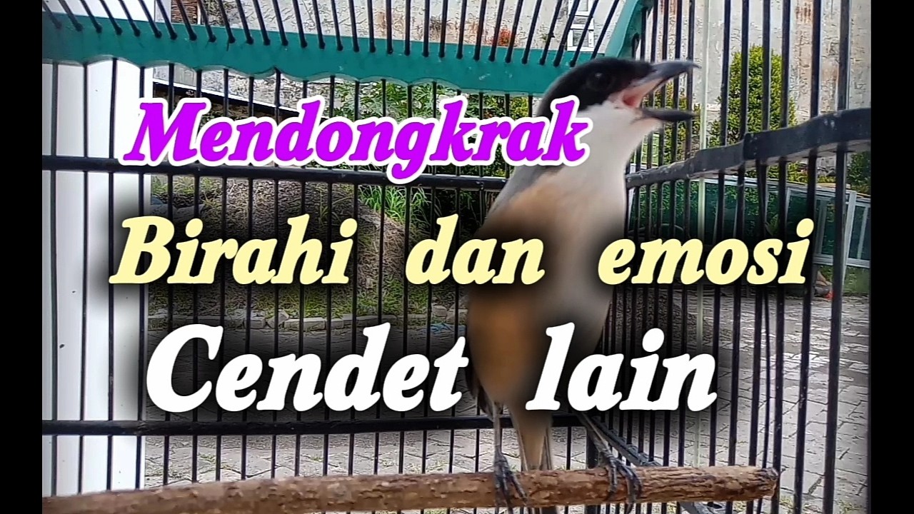 Mendongkrak birahi dan emosi cendet malas bunyi