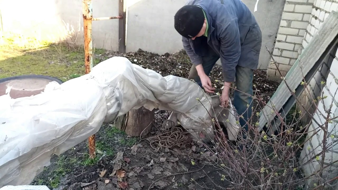 РАСКРЫВАЕМ ИНЖИР ПОСЛЕ ЗИМЫ. ВЕСНА 2020.Vselennaya uvlecheniy