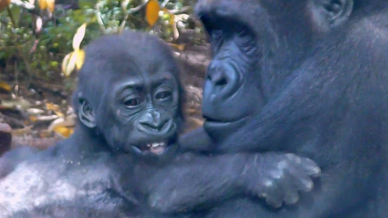 優しいゲンタロウ💗[Kyoto City Zoo] Gentle Gentaro