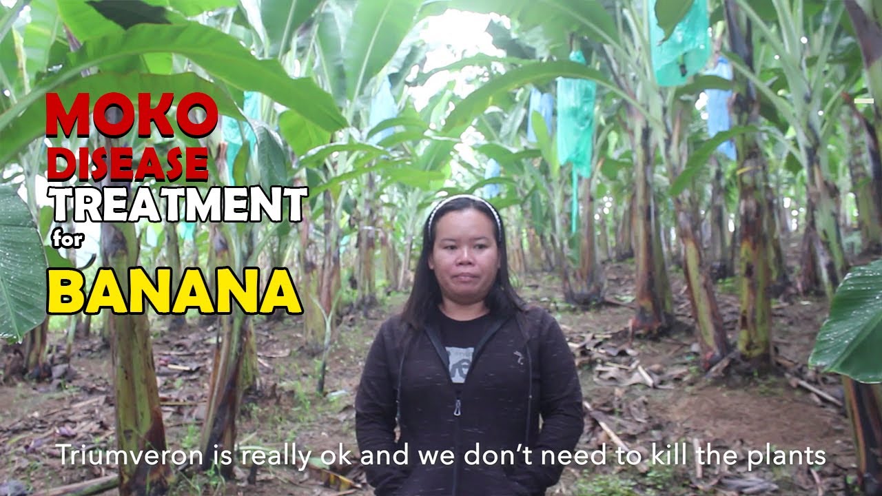 Moko and other Banana Diseases in a Farm at Bukidnon Treated with Triumveron