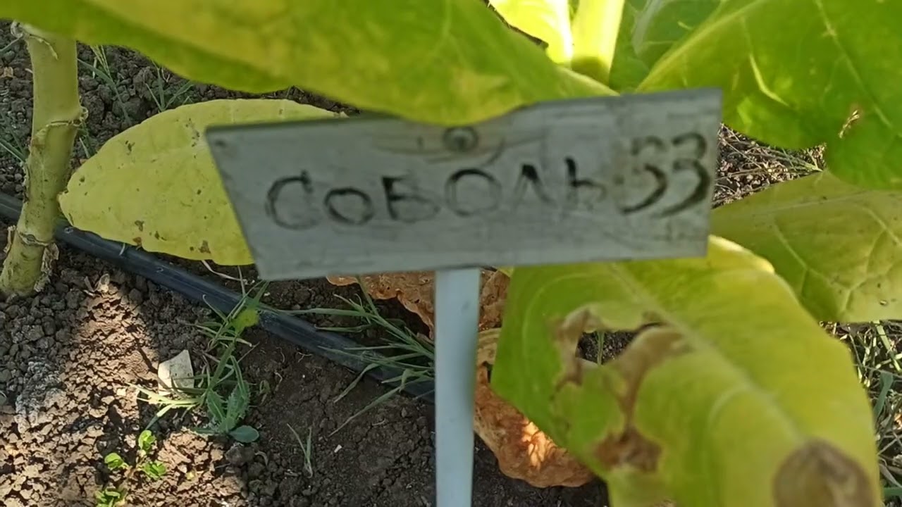 Обзор табака, томление, сушка 21.08.2023