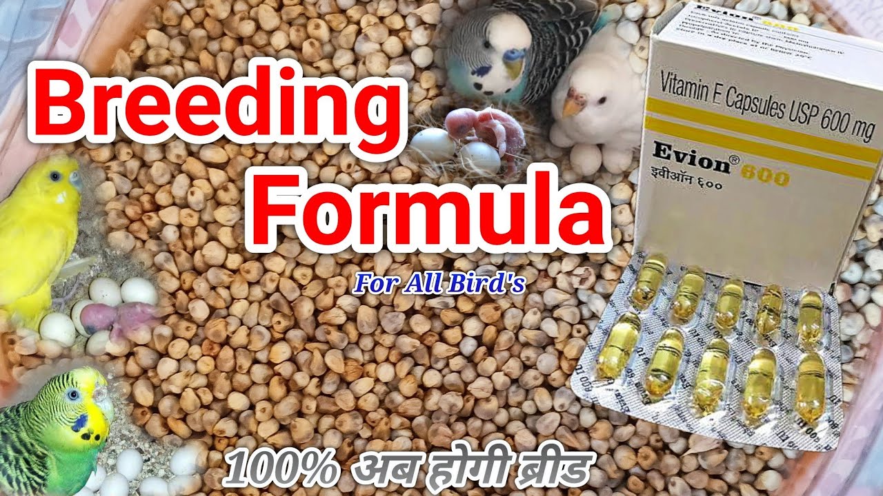 Budgie's Breeding Formula/अभी तक नही देखा तो नही होगी ब्रीड #birds #bhopalibirdslovers