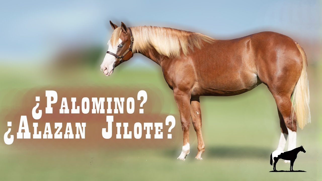 ¿Palomino o Alazán Jilote? ¡No te confundas! (Gen Flaxen)🐴-Del Cerro Soy