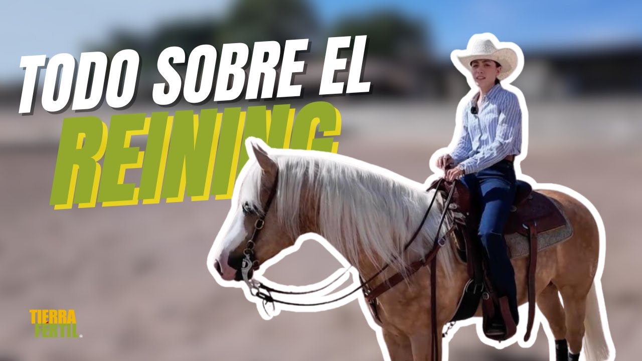 Todo sobre el reining 🐴