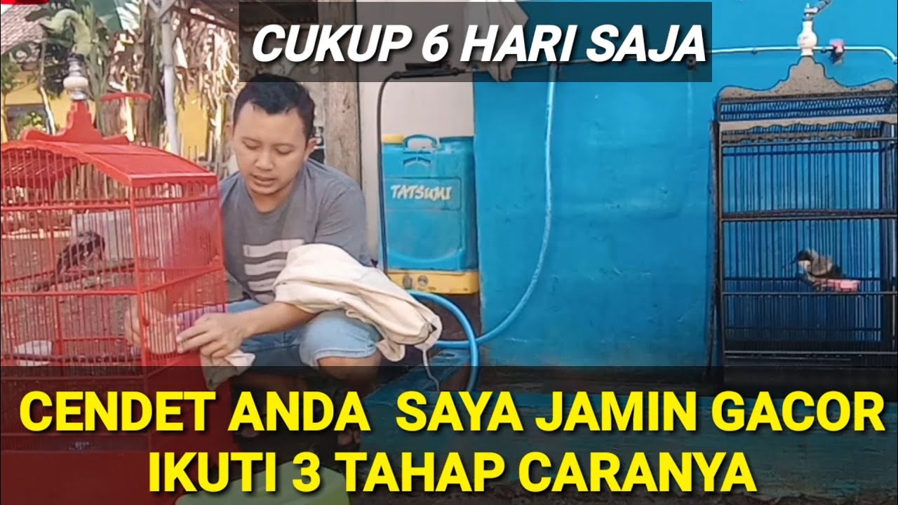 3 TAHAP MENGGACORKAN CENDET CUKUP 6 HARI LANGSUNG JOS, semua msalah (macet, ngembung, mbayi ) tuntas