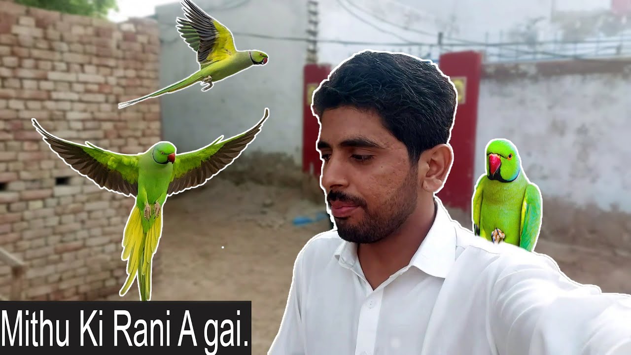 Mithu Ki Rani A gayi/Ringneck Pair Complte /MalikSquad