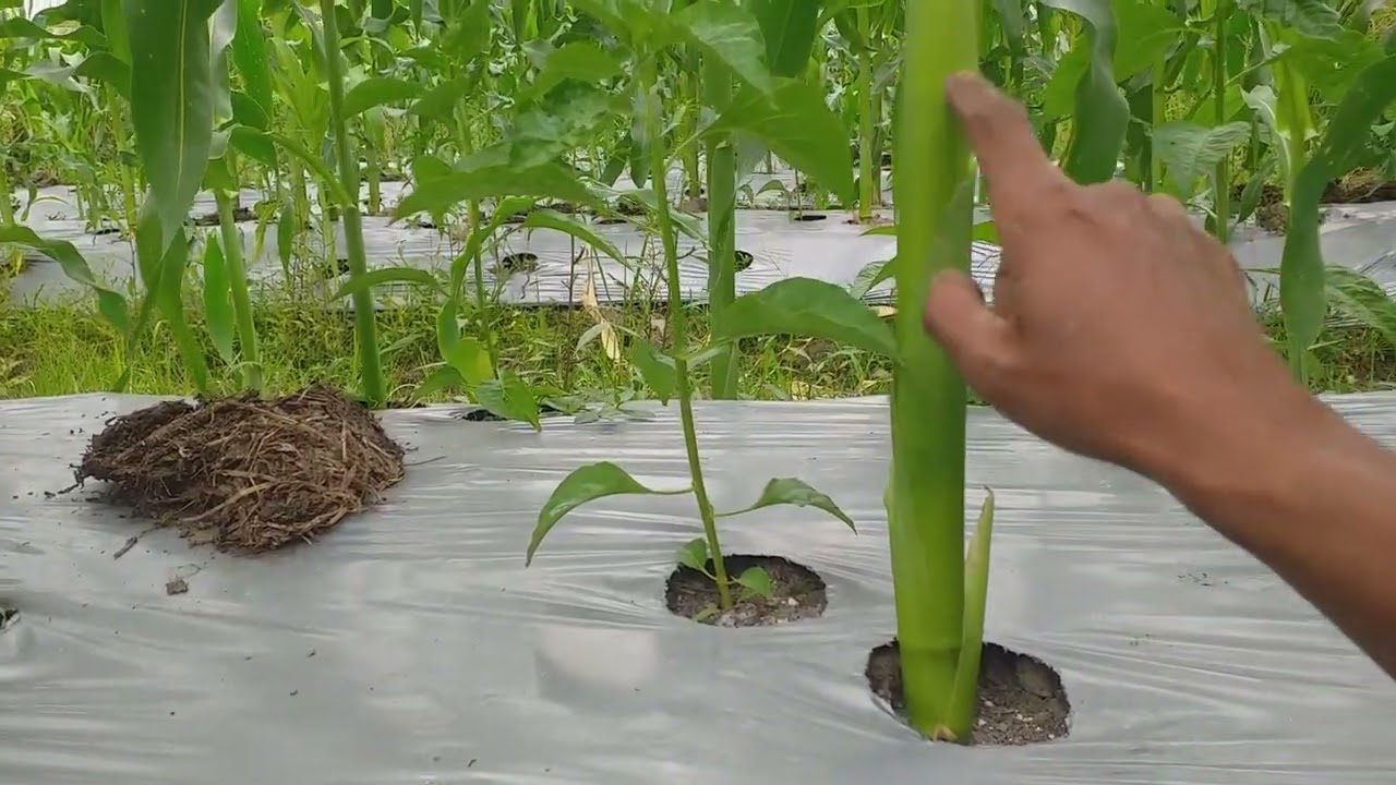 TANAMAN JAGUNG MENGENDALIKAN HAMA CABE..!
