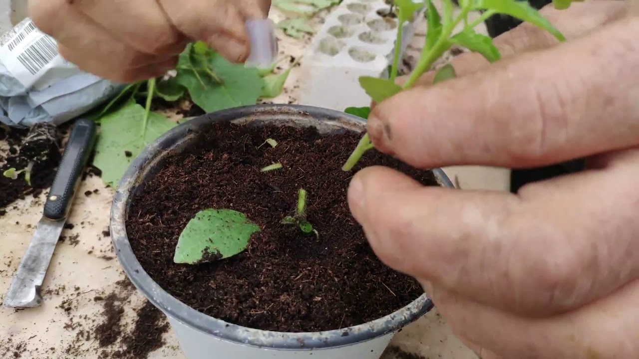 Innesto del mini solanum torvum