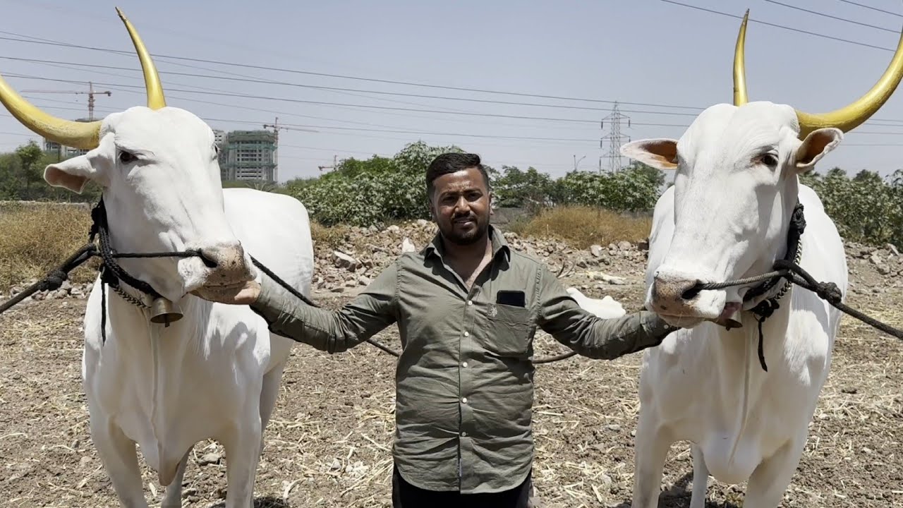 पृथ्वी दादा  यांची  गाय, बैल दावण / khillar cow