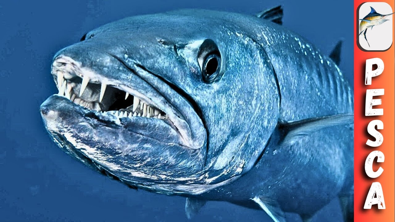 Los Secretos Ocultos de La Barracuda Asesina de Los Mares!