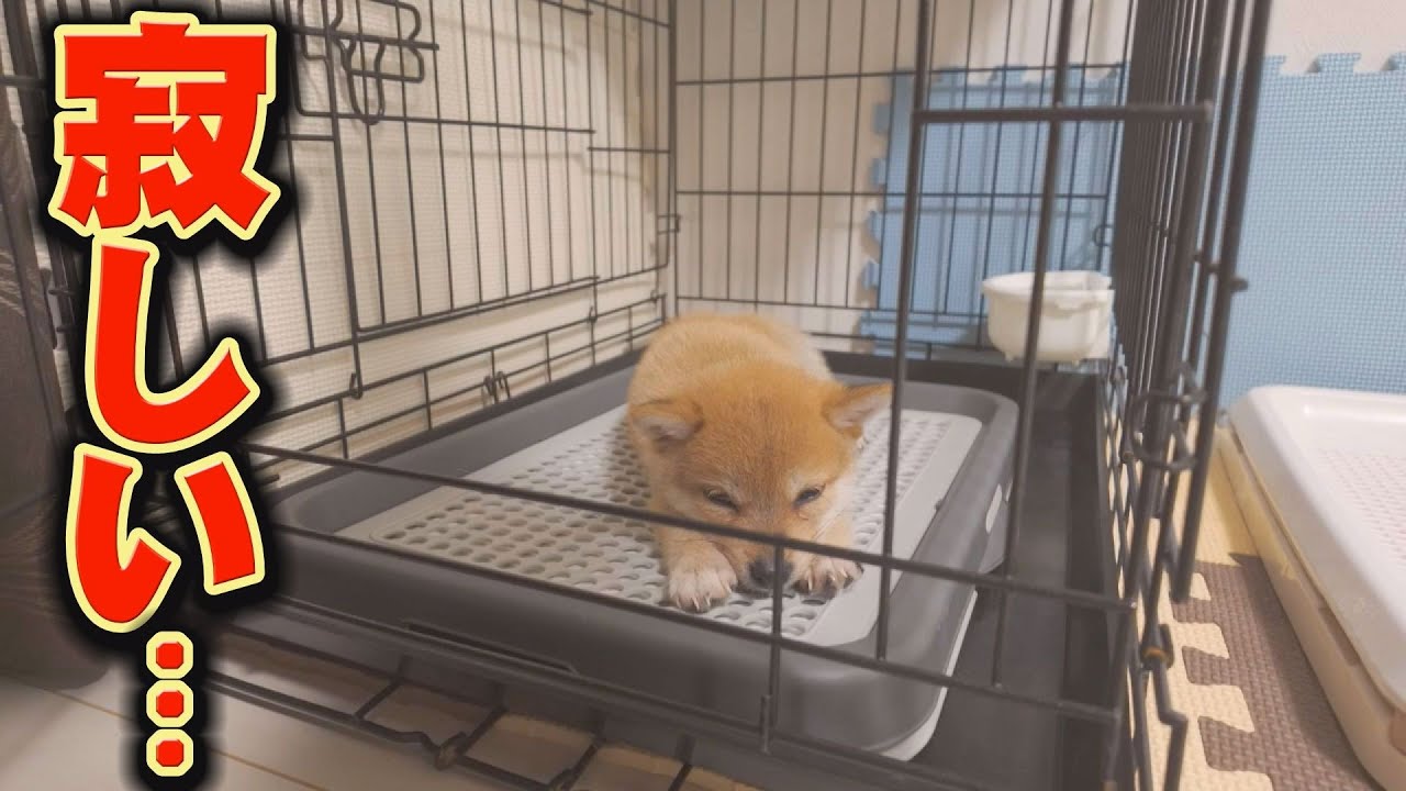 突然、子犬に対する先住犬の態度が変わりました・・・