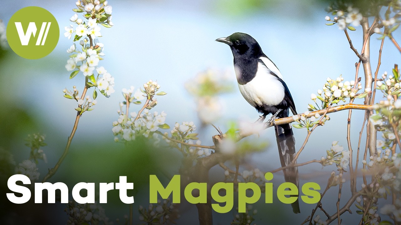Intelligence of Magpies Revealed | Magpies – More than Black and White (Documentary, 2021)