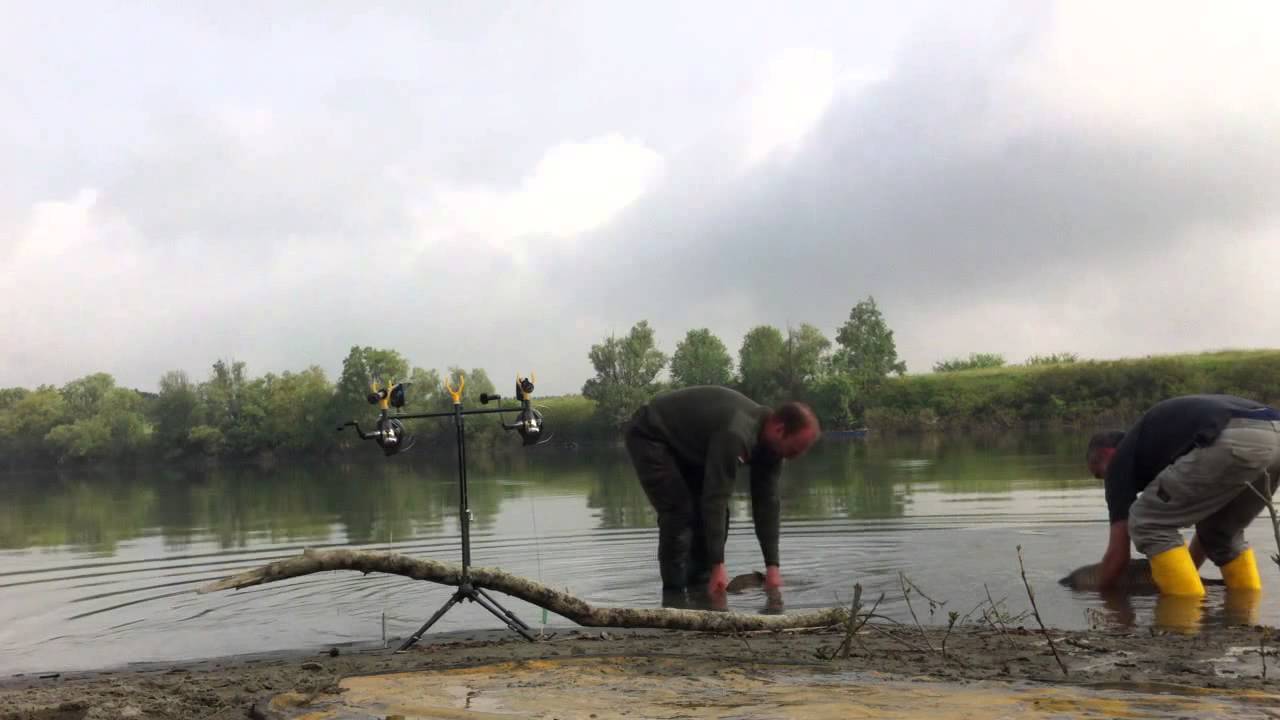 Freilassen wertvoller Karpfen
