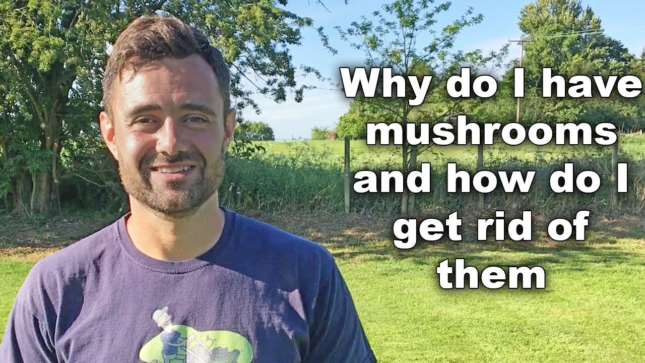 Why do I have mushrooms and how do i get rid of them