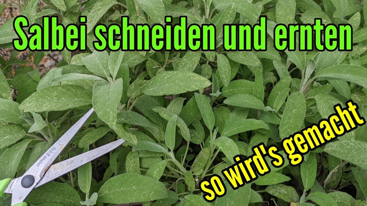Salbei schneiden Salbei richtig ernten - Darauf müsst ihr beim Rückschnitt und Ernte achten Salvia