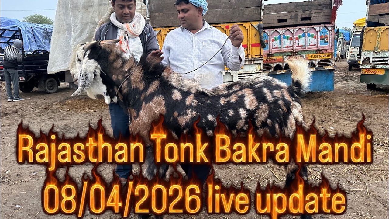 Rajasthan Tonk Bakra mandi 08/04/2026 live update #rajasthan #goat #market #tonk #viralvideo 