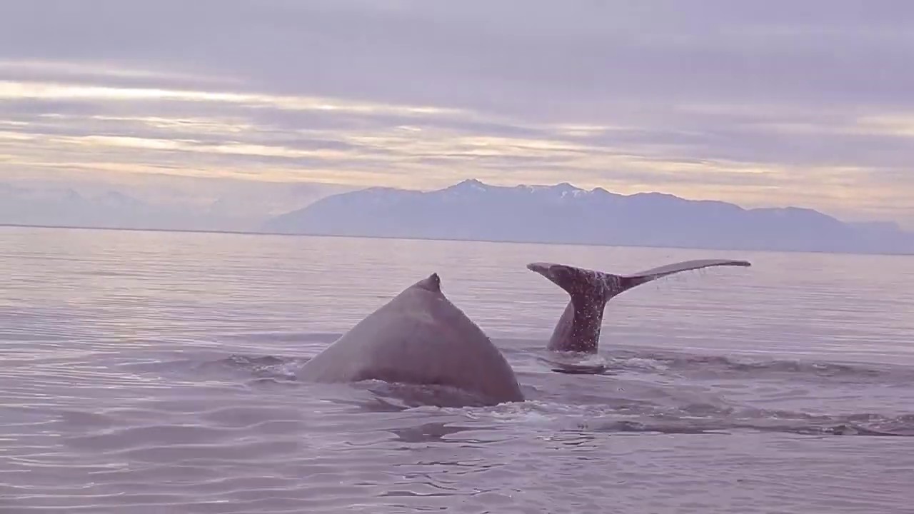 Pybus Point Lodge - Alaska Wildlife