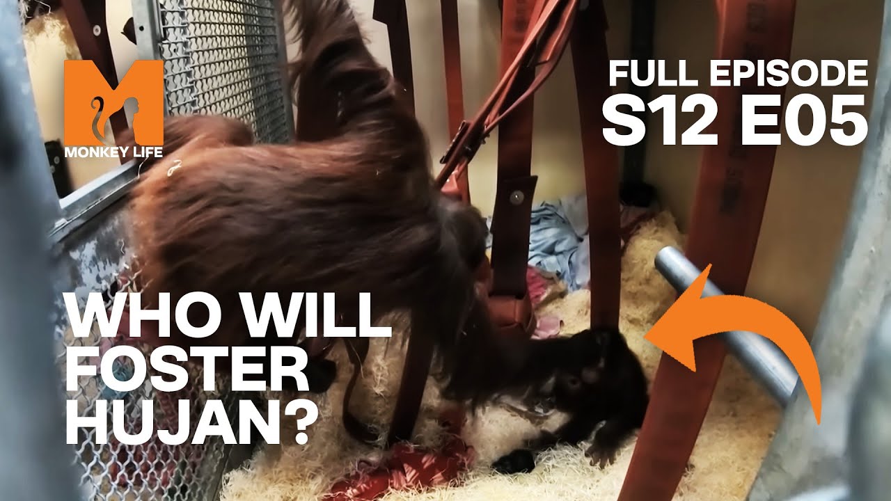 Could Lucky Be Hujan's New Foster Mum? | Season 12 Episode 5 | Full Episode | Monkey Life