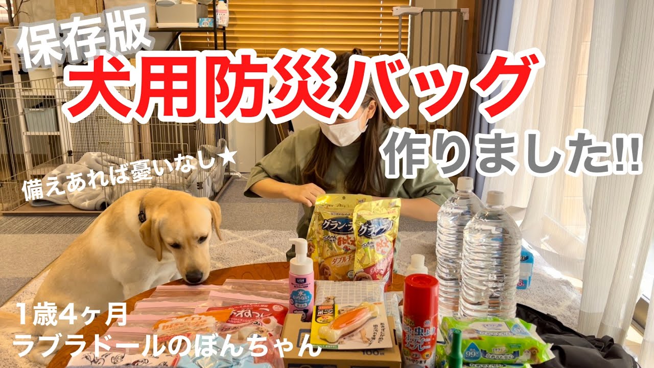 【必見！保存版◆ラブラドール#66】犬用防災バッグ作ったよ！　備えあれば憂いなし　ラブラドールレトリバー　labrador retriever 大型犬  ぼんちゃん　災害　防災グッズ
