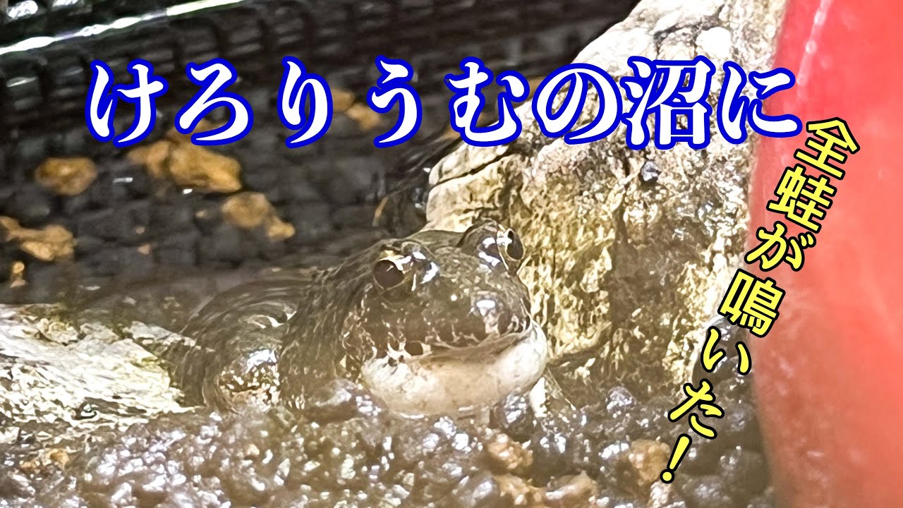 「けろりうむの沼に」我が家のヌマガエルが、いつの間にか水槽にアレを作っていました。