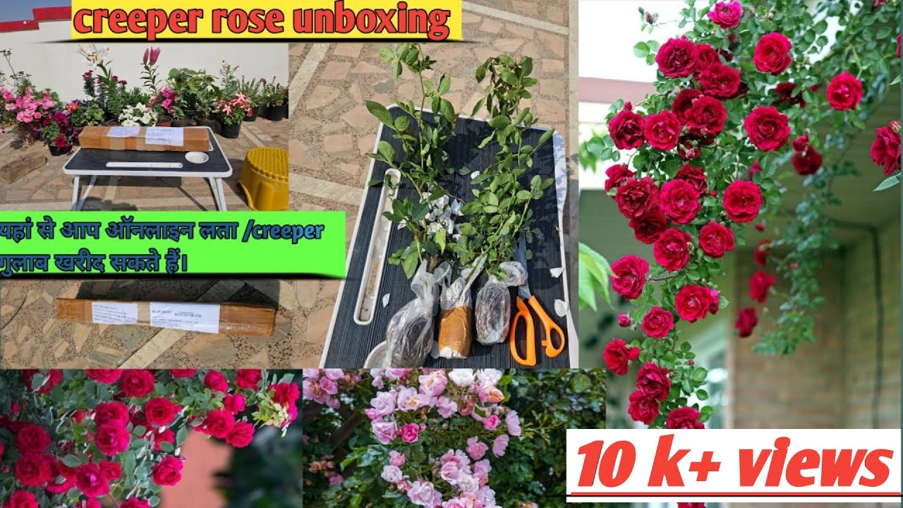 Online climbing rose unboxingbuy rose plant online rose plant online shoppingplant shopping
