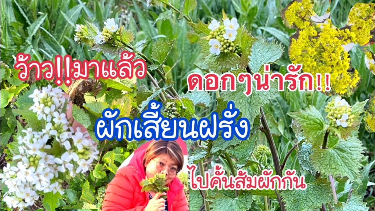 ว้าว‼️ดอกผักเสี้ยนฝรั่ง(น่ารักๆอ่อนๆ),ไปดองกันค่ะ ,Löktrav,(Garlic mustard),21 พฤษภาคม ค.ศ. 2022