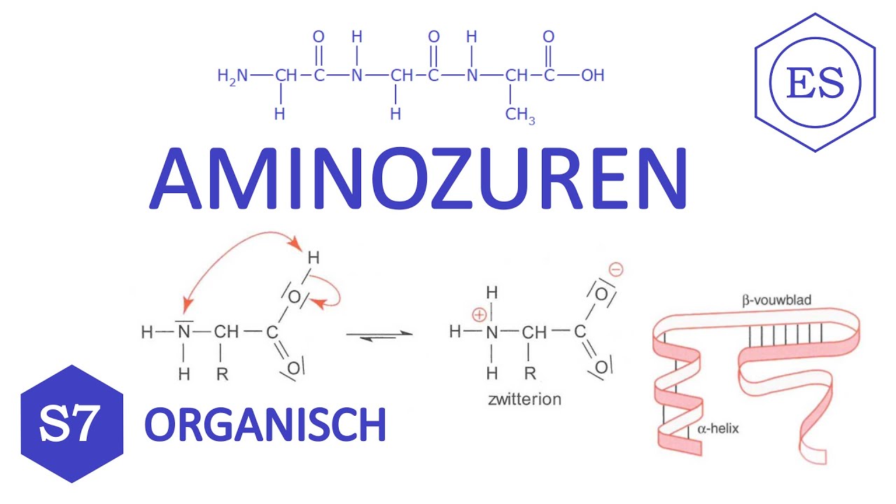 S7 organisch - Aminozuren
