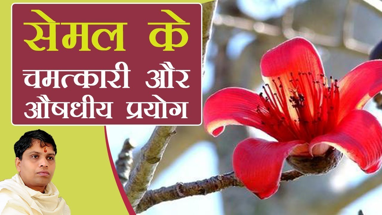 सेमल (Semal) के चमत्कारी और औषधीय प्रयोग | Acharya Balkrishna
