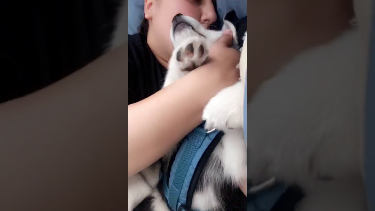Loki The Malamute Has a Bad Dream at 2 months old