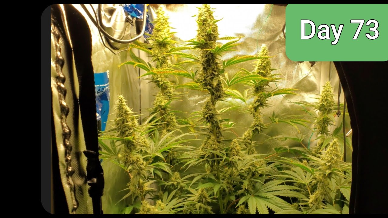 2x2 Grow Tent HALF POUND QUEST!!! Mammoth OG / Do si dos Day 73