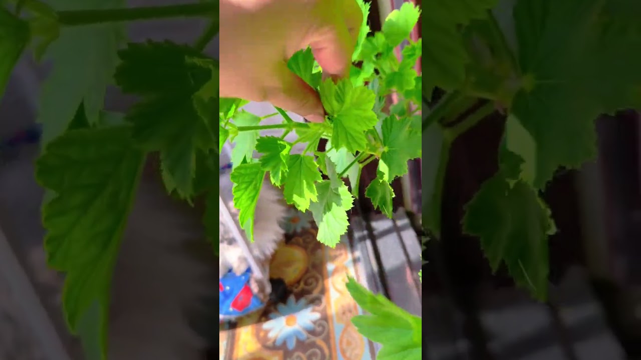 Saved by the Sea: My Geranium's Journey to the Mediterranean