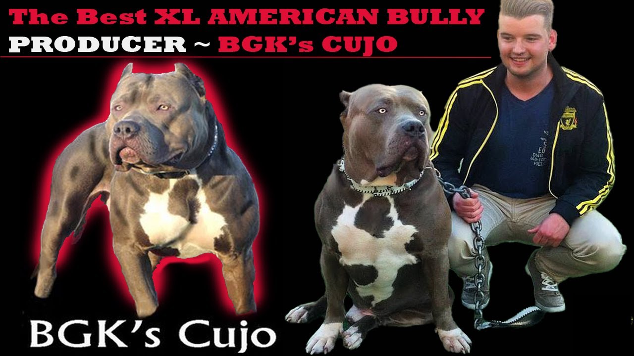 BGKs Cujo :The best producing XL American Bully!