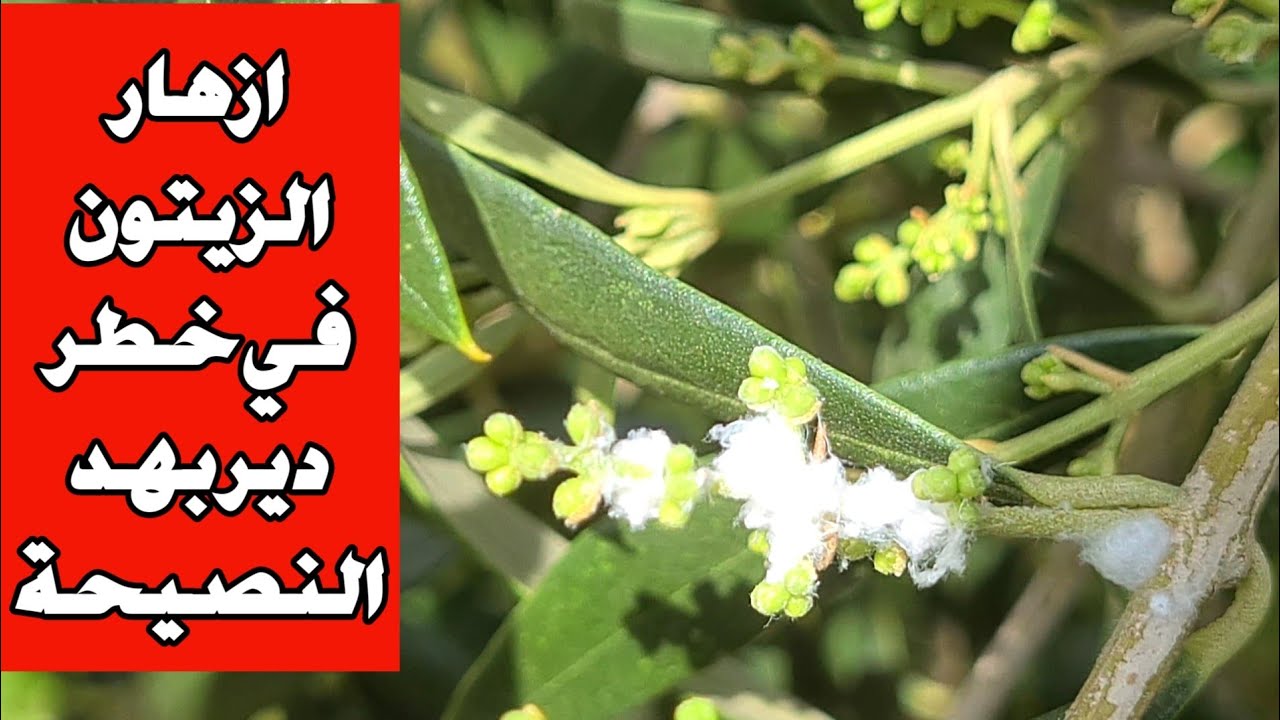 هاد المرحلة خطيرة وحساسة بزاف على شجرة الزيتون كي تضمن إنتاج غزير ووفير دير هد الشي