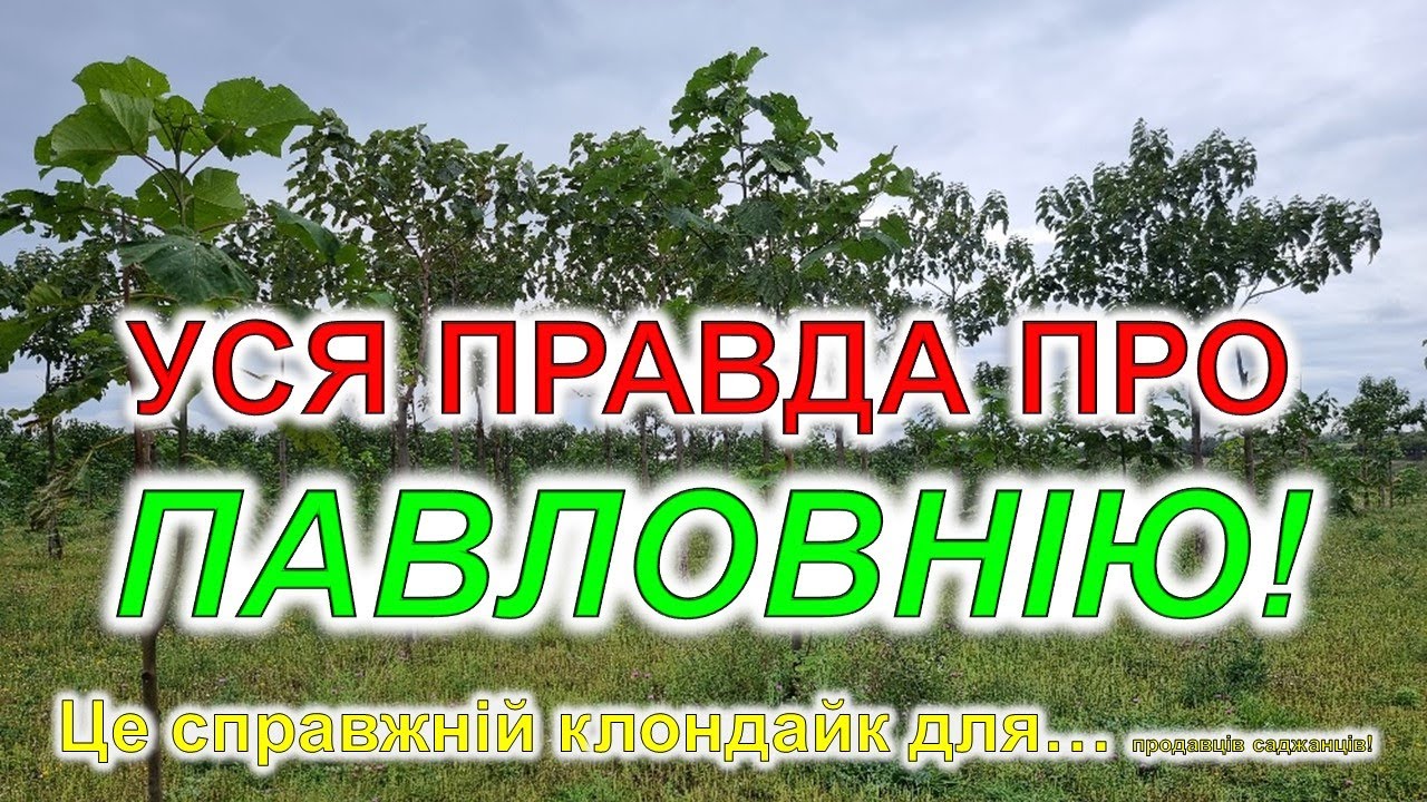 Уся правда про павловнію!