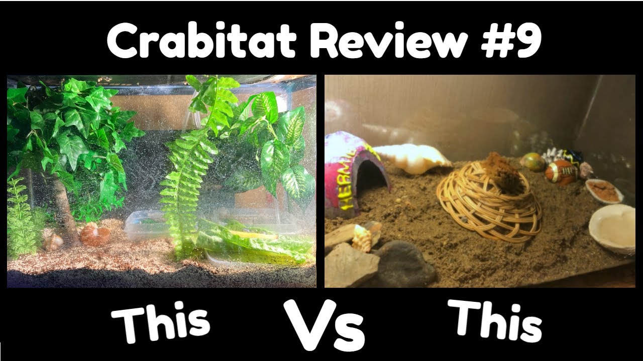 Crabitat Review  Part #9