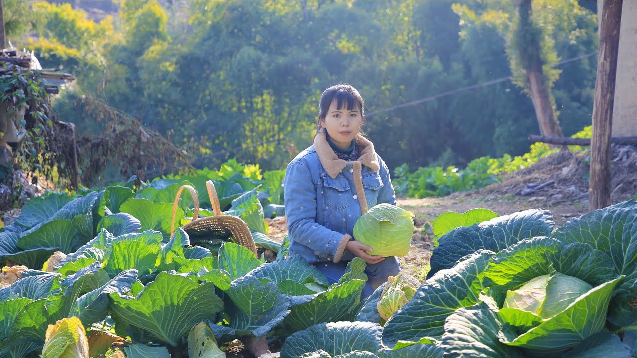 Green cabbage paired with snow-white lard, which has a special taste翠綠的包菜，搭配上雪白的豬油，別有一番風味丨Lizhangliu