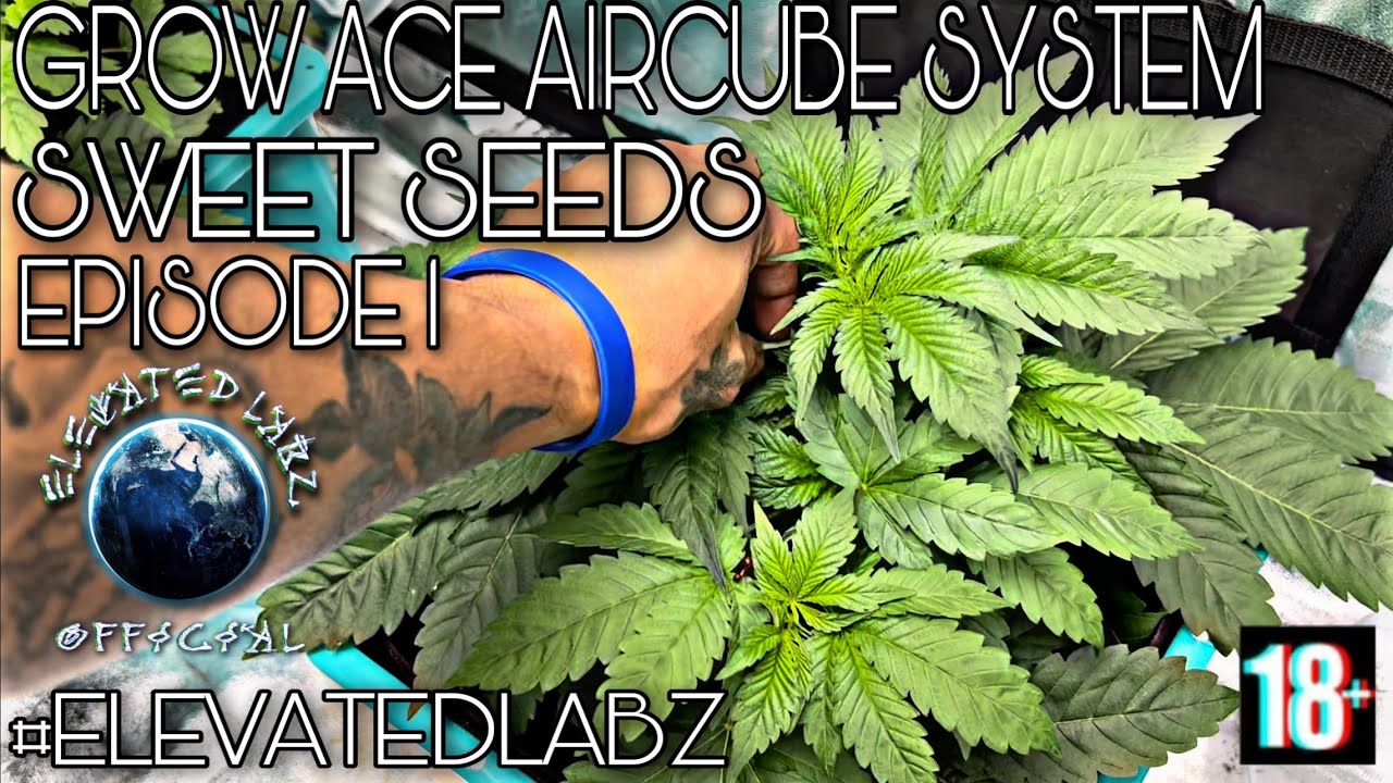 GROW ACE AIRCUBE SYSTEM EP 1 | SWEET SEEDS GENETICS 5x5 GROW