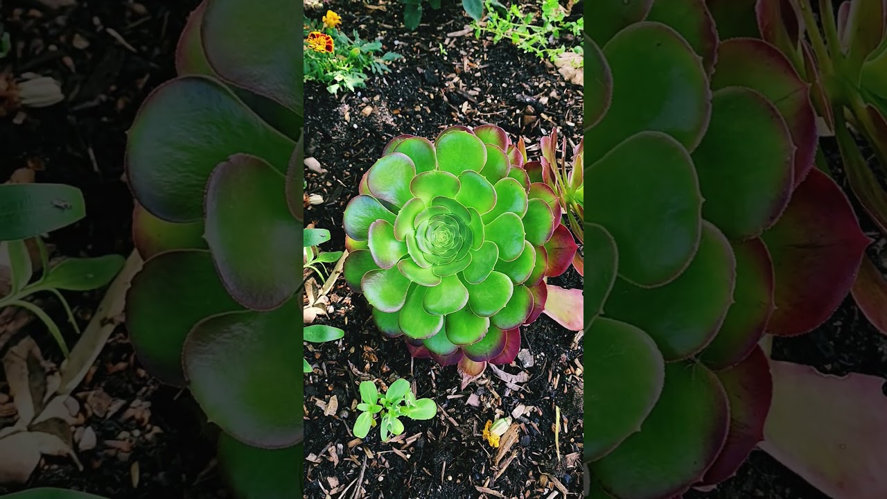 My Succulent Garden. Rare Aeoniums. #garden #succulentgarden #medusa #aeonium