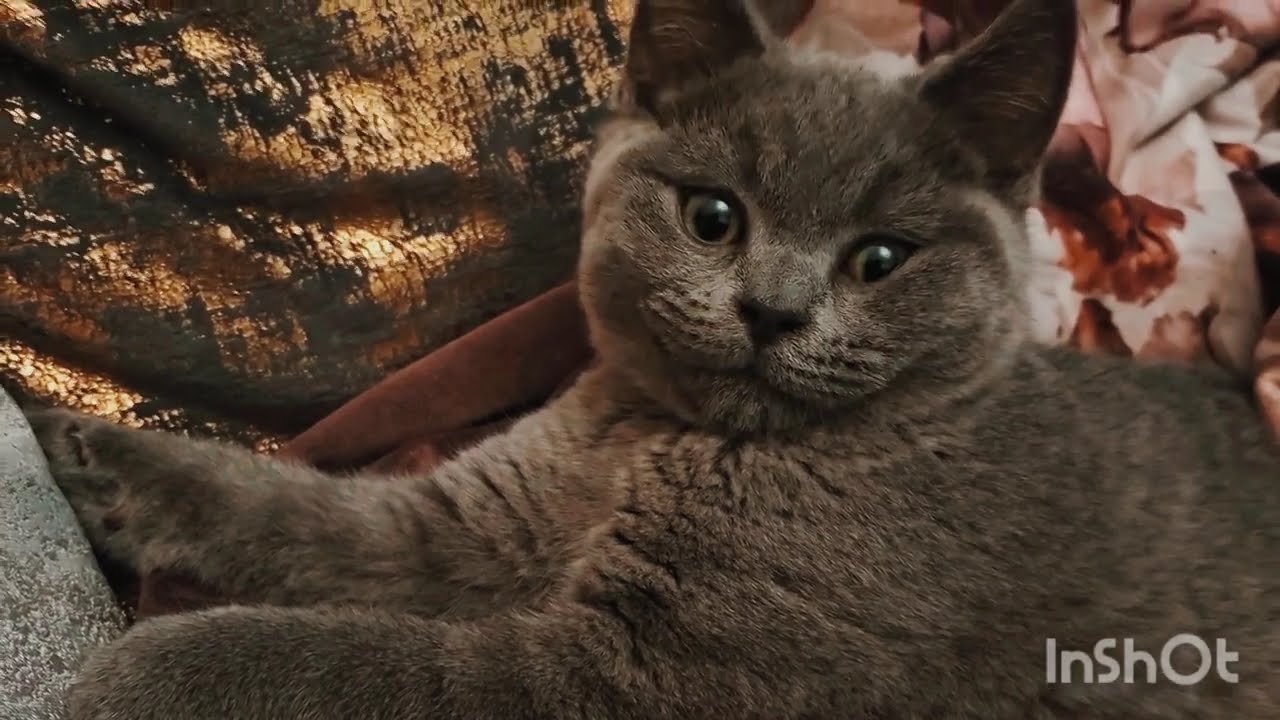 10 min of pure kitten magic 🎩 ✨️ 