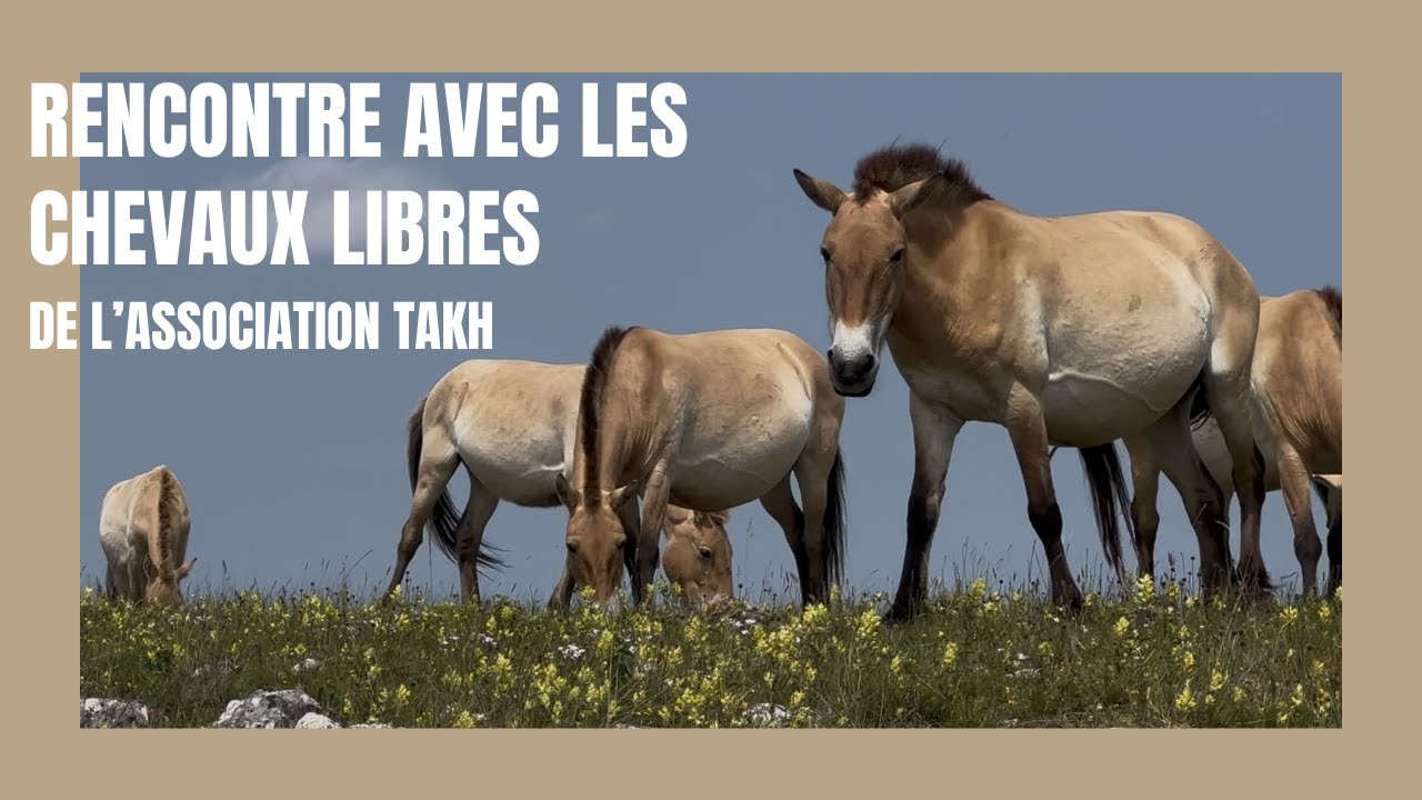 Immersion chez les chevaux de Przewalski : une expérience inoubliable