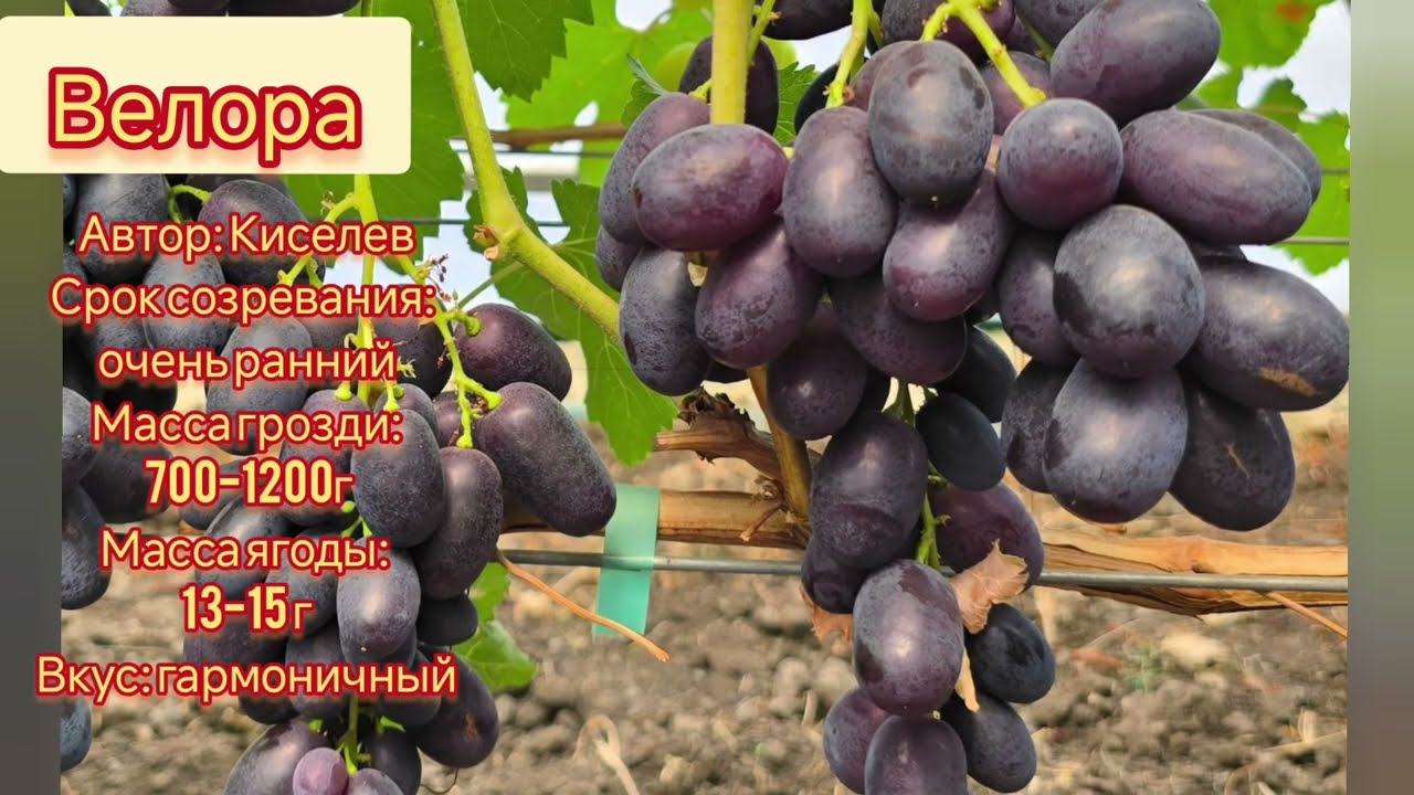 Подарок любимой,Аккорд,БАКАРДИ,к-ш Рино,Терра,Источник,