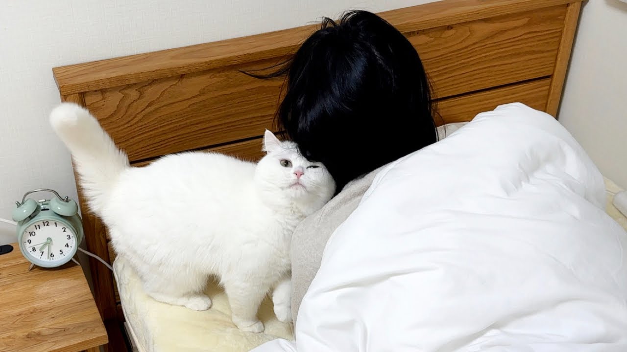 朝ごはんが欲しすぎて催促する猫が可愛すぎた…。