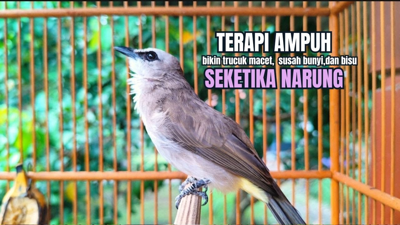 TRUCUKAN GACOR TARUNG ROPEL PANJANG Pancingan trucukan Agar Bunyi Jadikan Burung Trucuk Gacor Nyaut