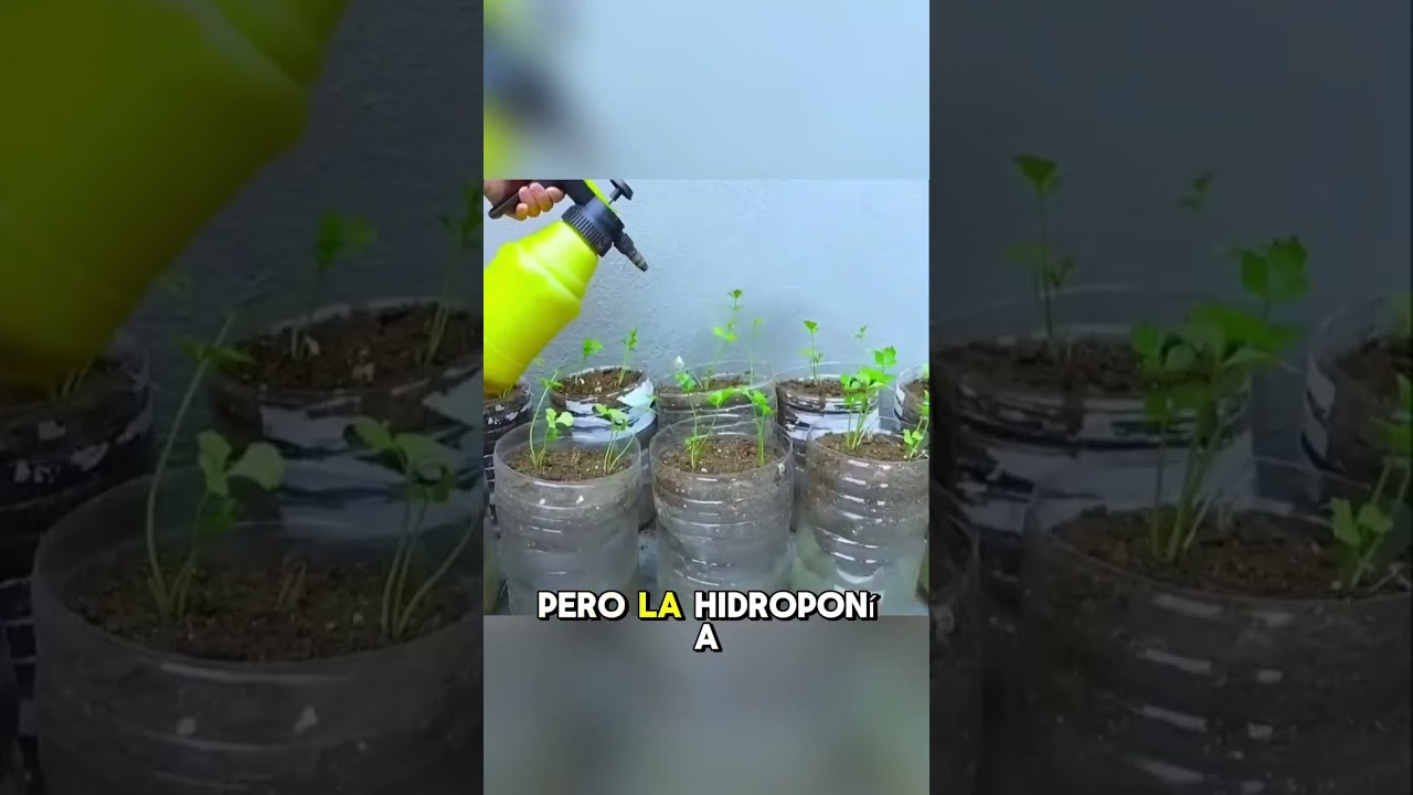 Aprende a cultivar tus propios alimentos 🍅 🥬 #Hidropon&iacute;aF&aacute;cil #HuertoHidroponico #hidropon&iacute;a