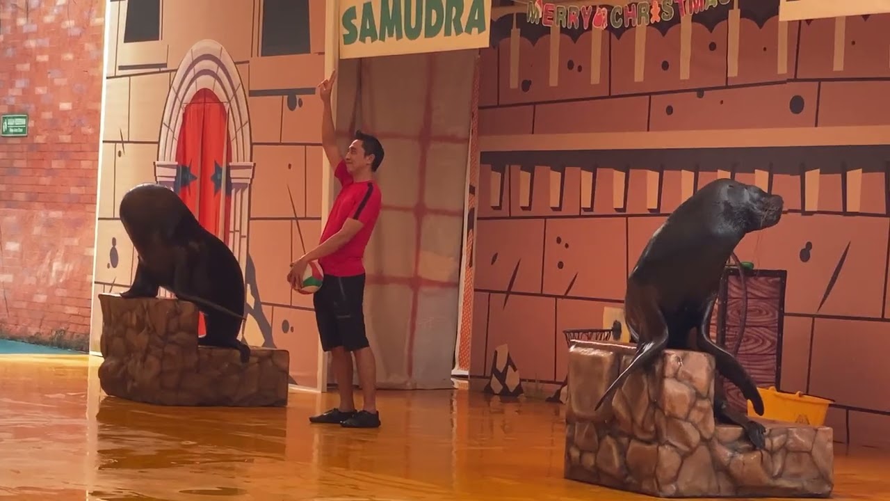 Sea Lion Show #2 at Ocean Dream Samudra Ancol