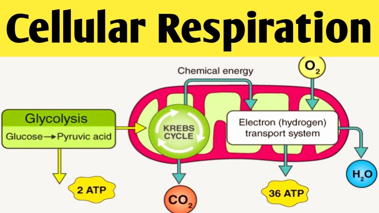 Grade 9 Biology Lesson Unit 3. 